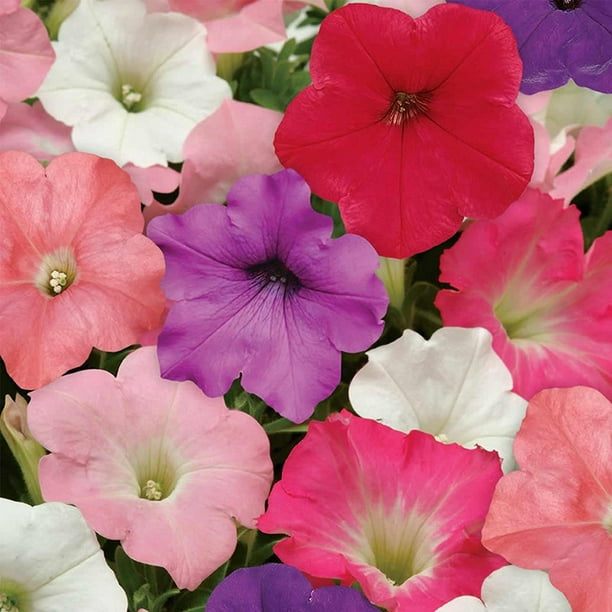100 Seeds/pack Heirloom Pink Garden Petunia with Red Eye Flower Seeds,